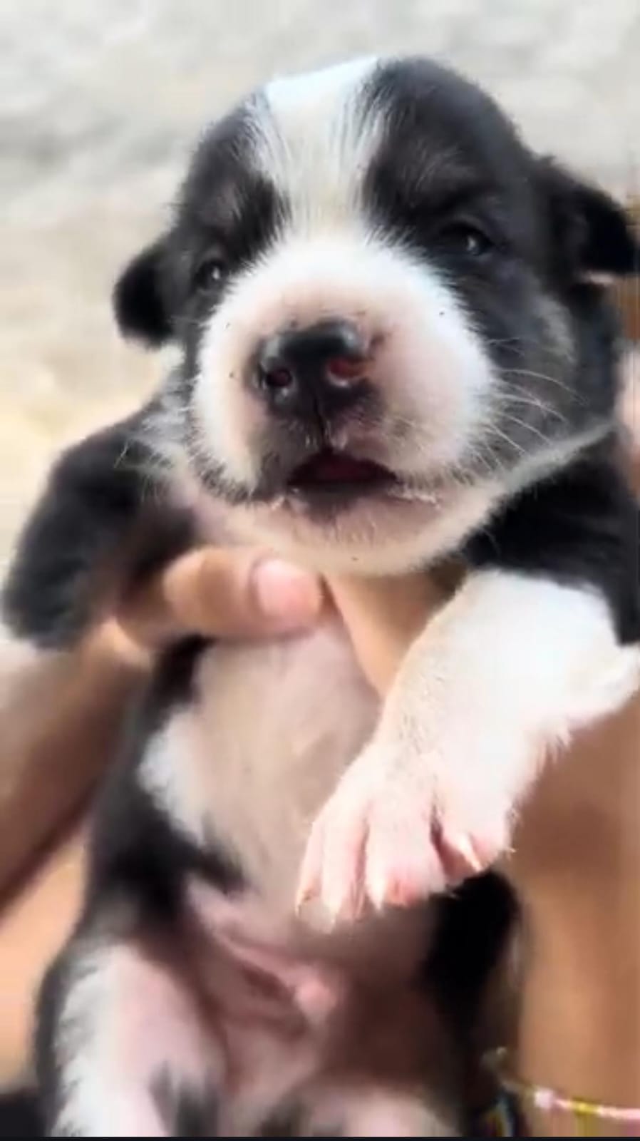 Foto laporan PANDA (HH0087)