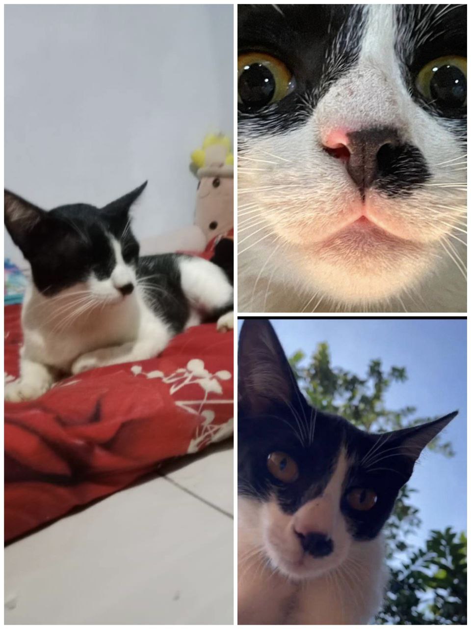 Foto laporan Oyen (HH0088)