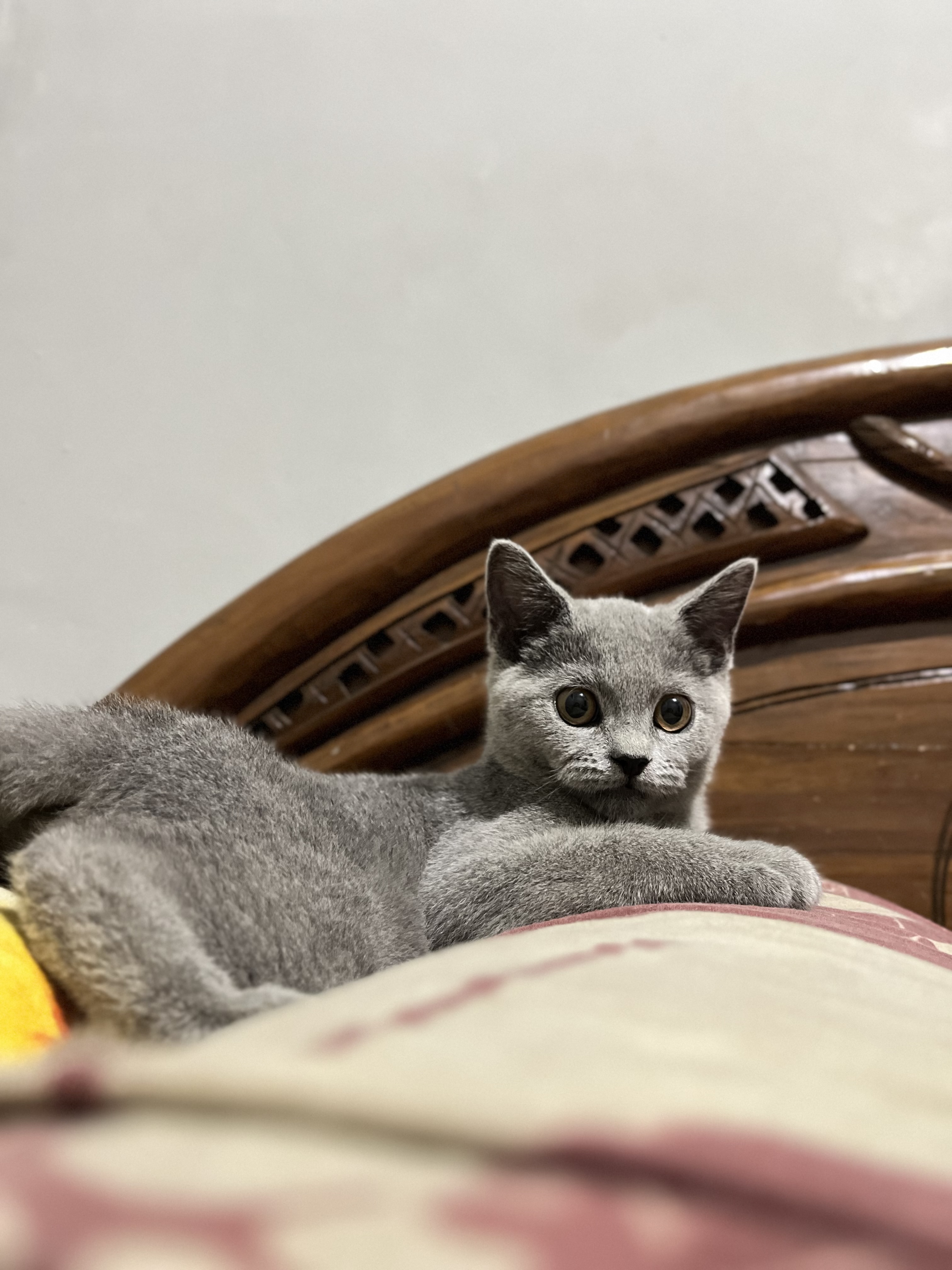 Foto laporan Bolu (HH0091)
