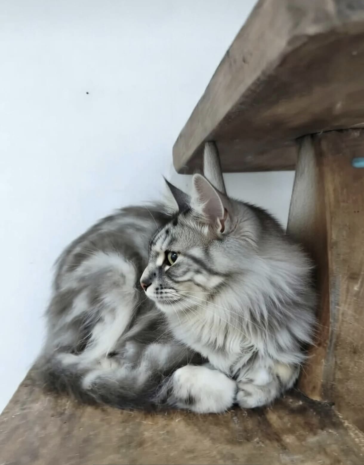 Foto laporan Rolo (HH0099)