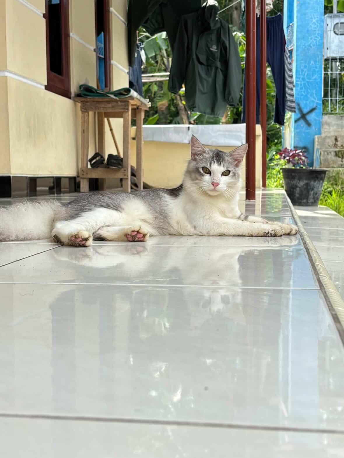 Foto laporan Bonbon (HH0102)
