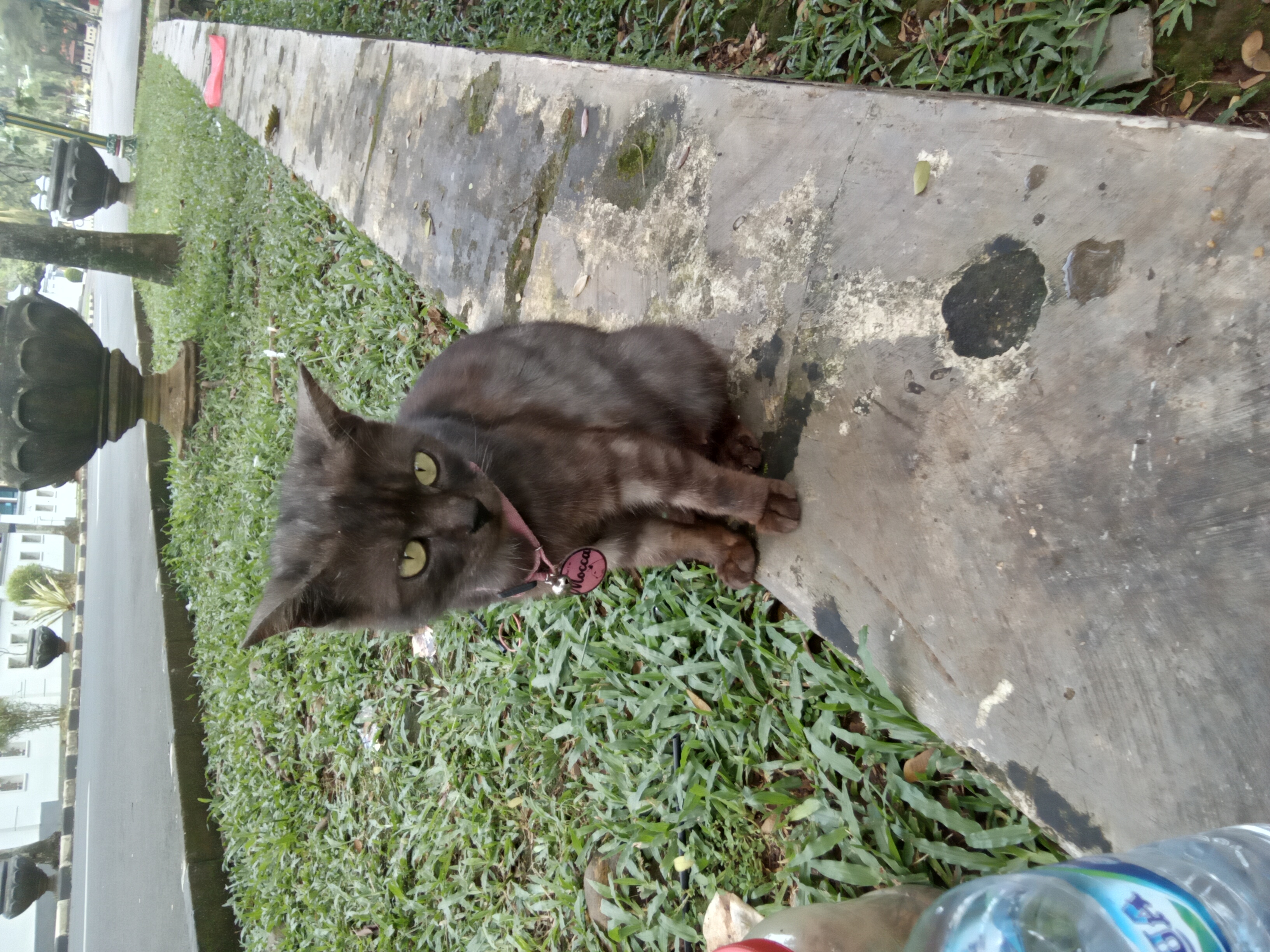 Foto laporan Kucing a/n Mocca (TB0019)