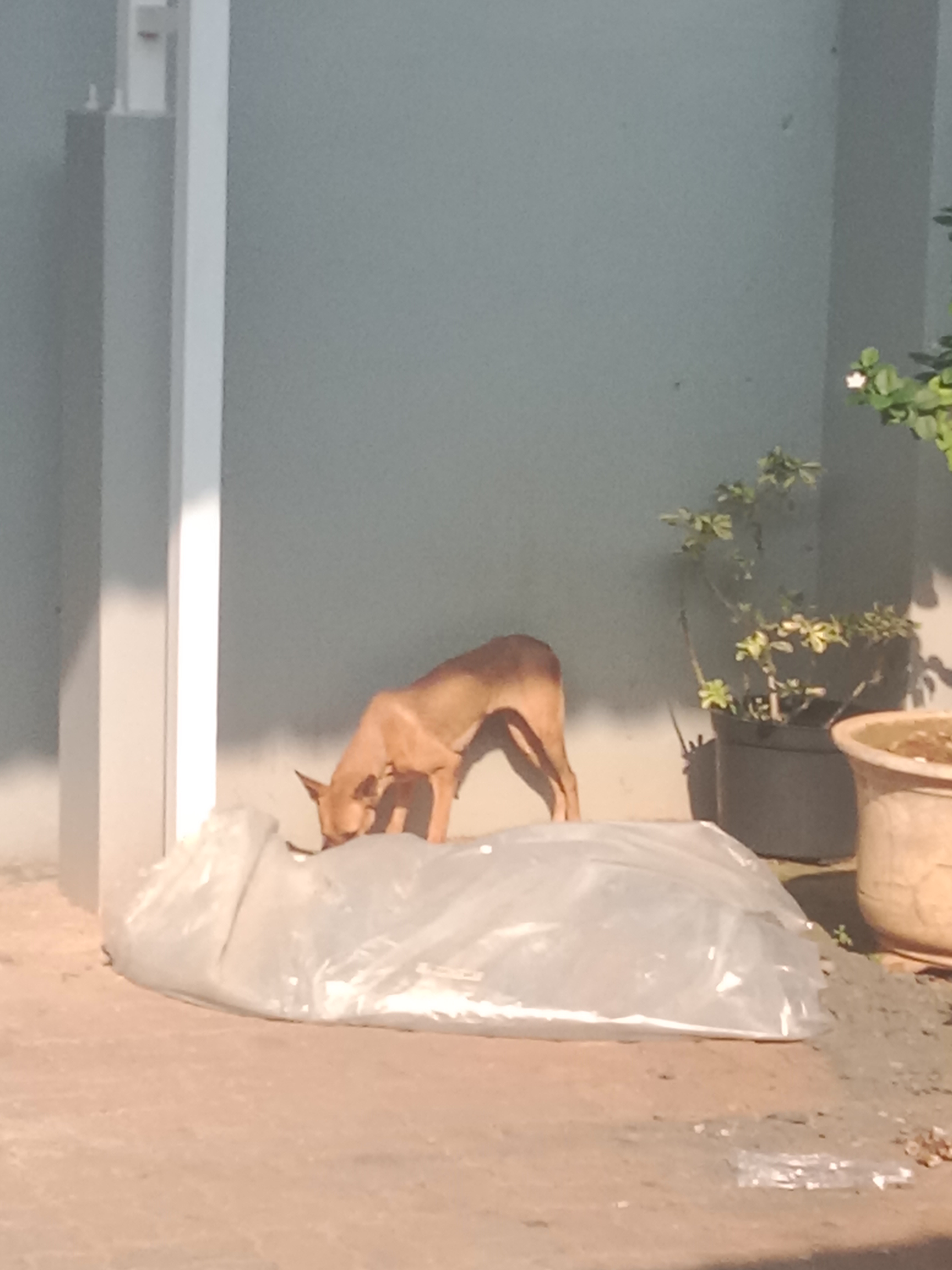 Foto laporan Hewan Anjing(perempuan) (TB0204)