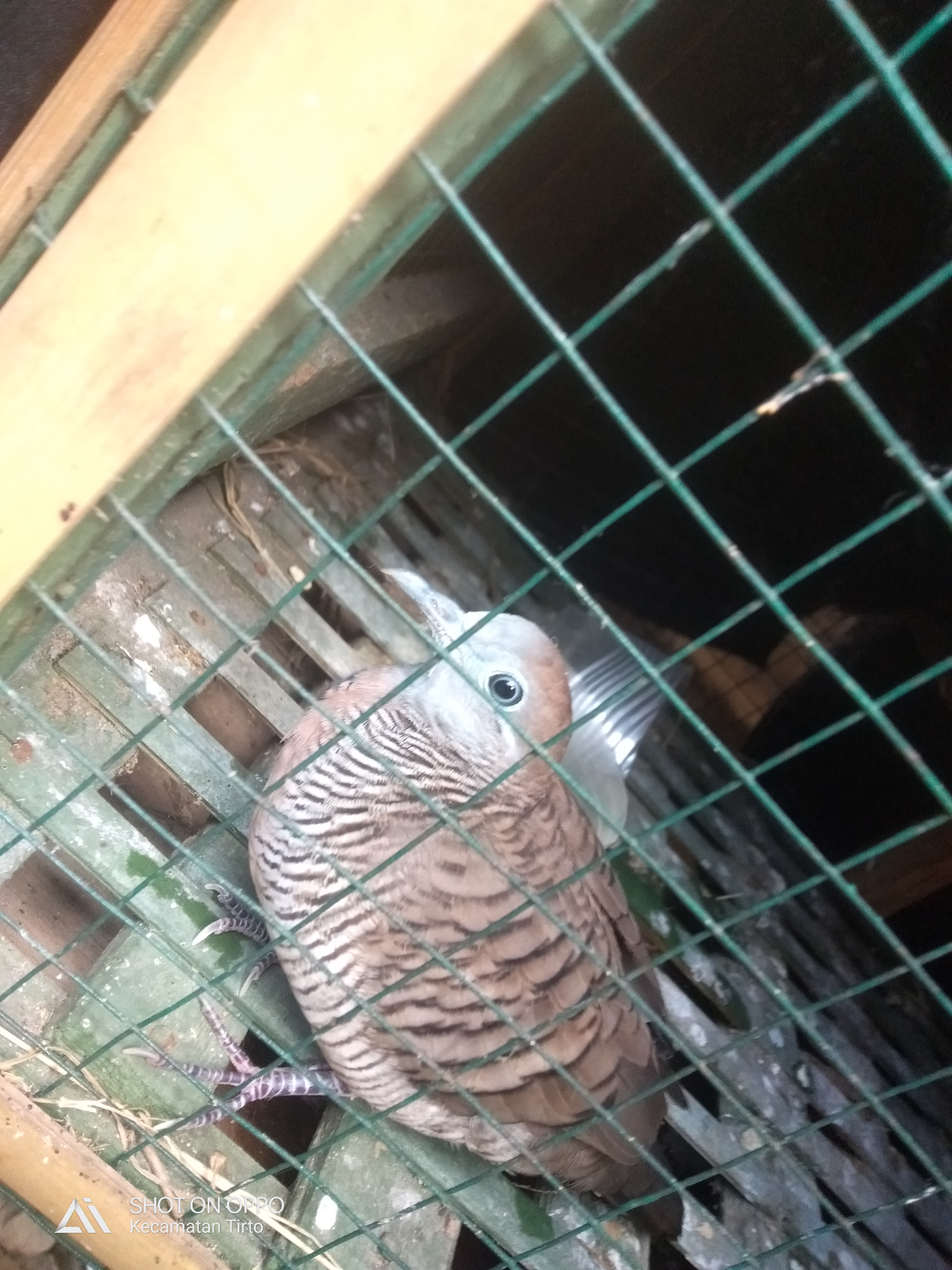 Foto laporan Burung perkutut (TB0254)