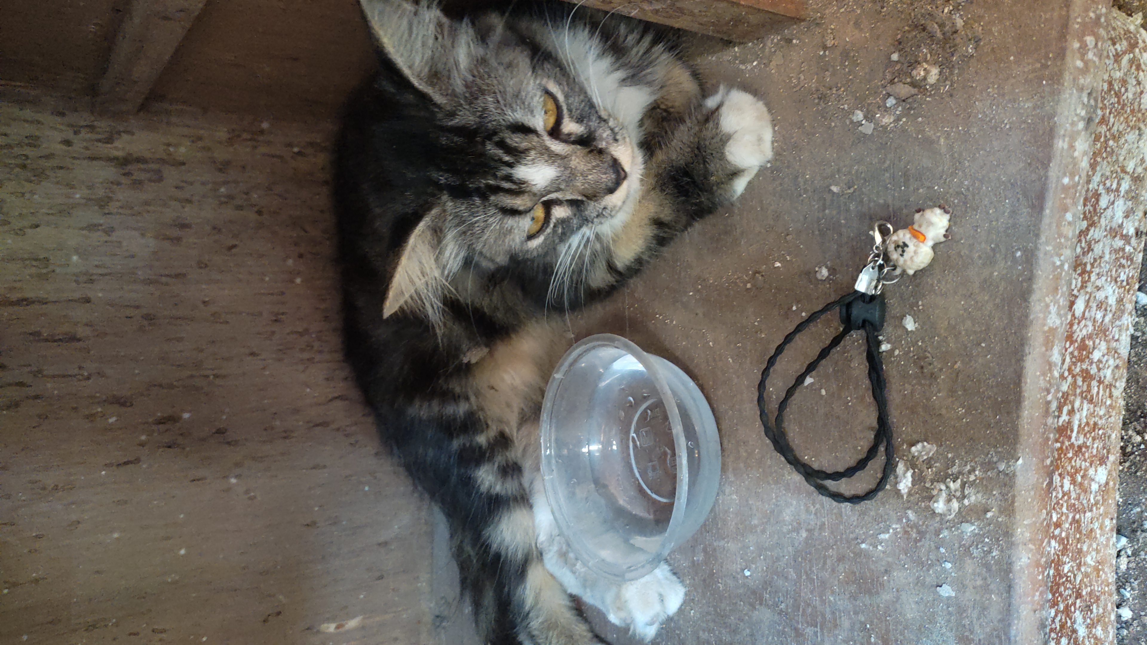 Foto laporan Kucing (TB0310)