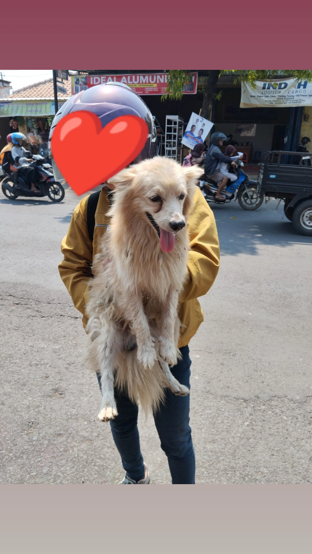 Foto laporan Anjing (TB0363)