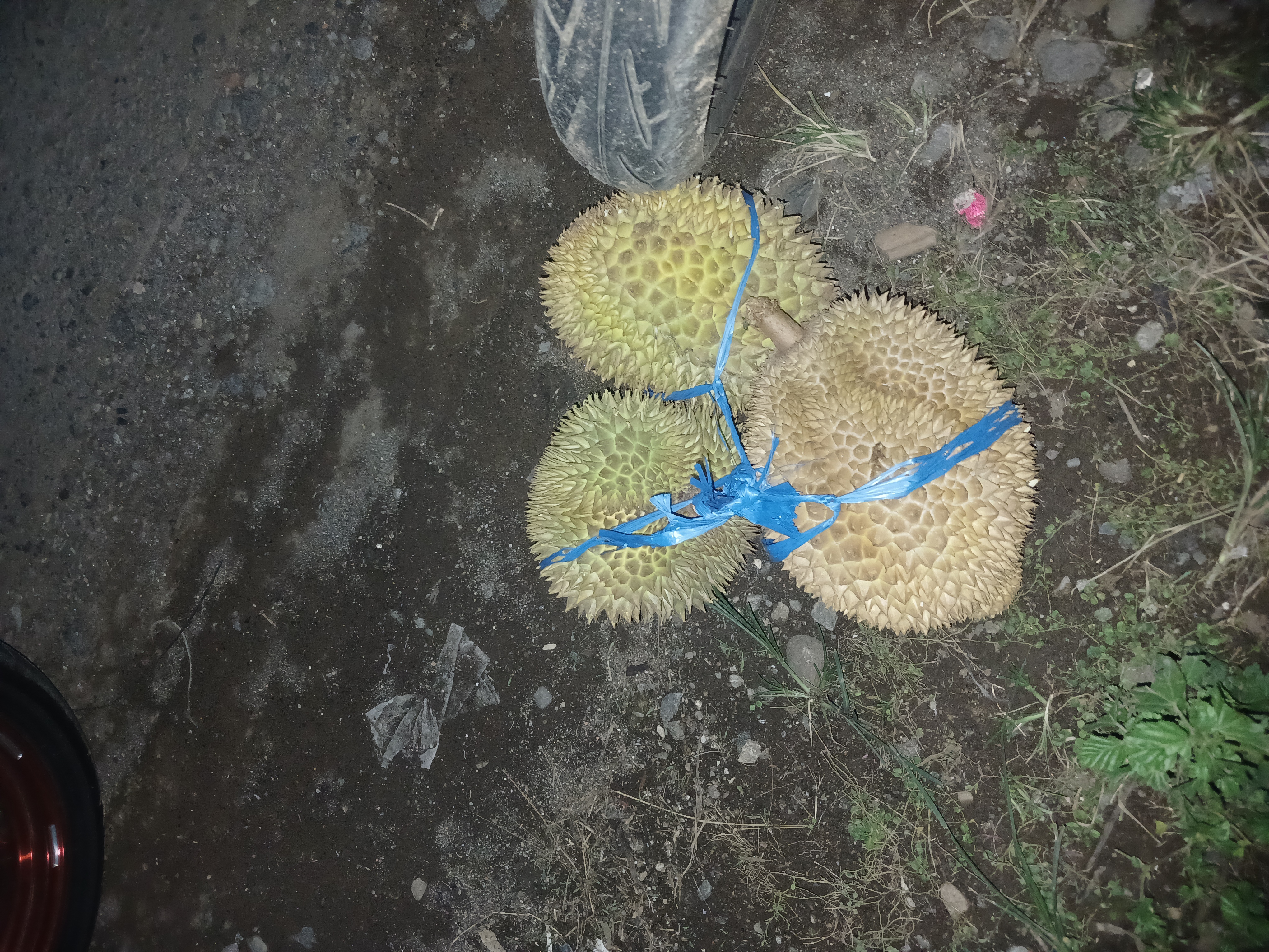 Foto laporan Durian (TB0529)