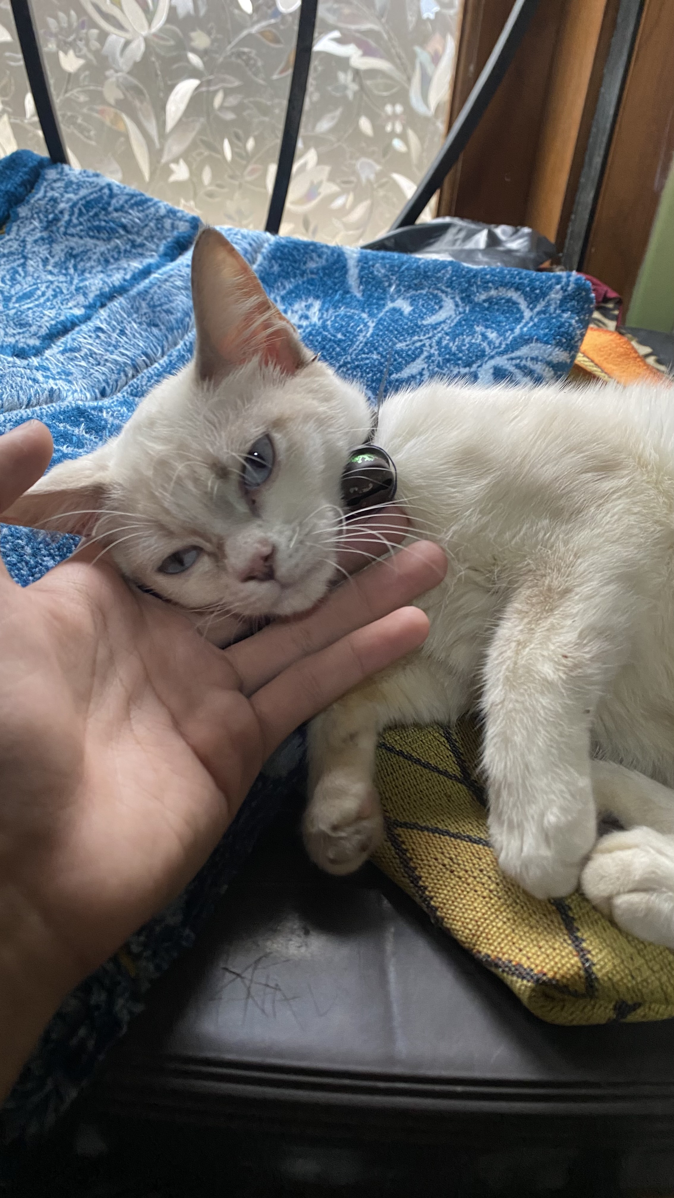 Foto laporan Kucing (TB0604)