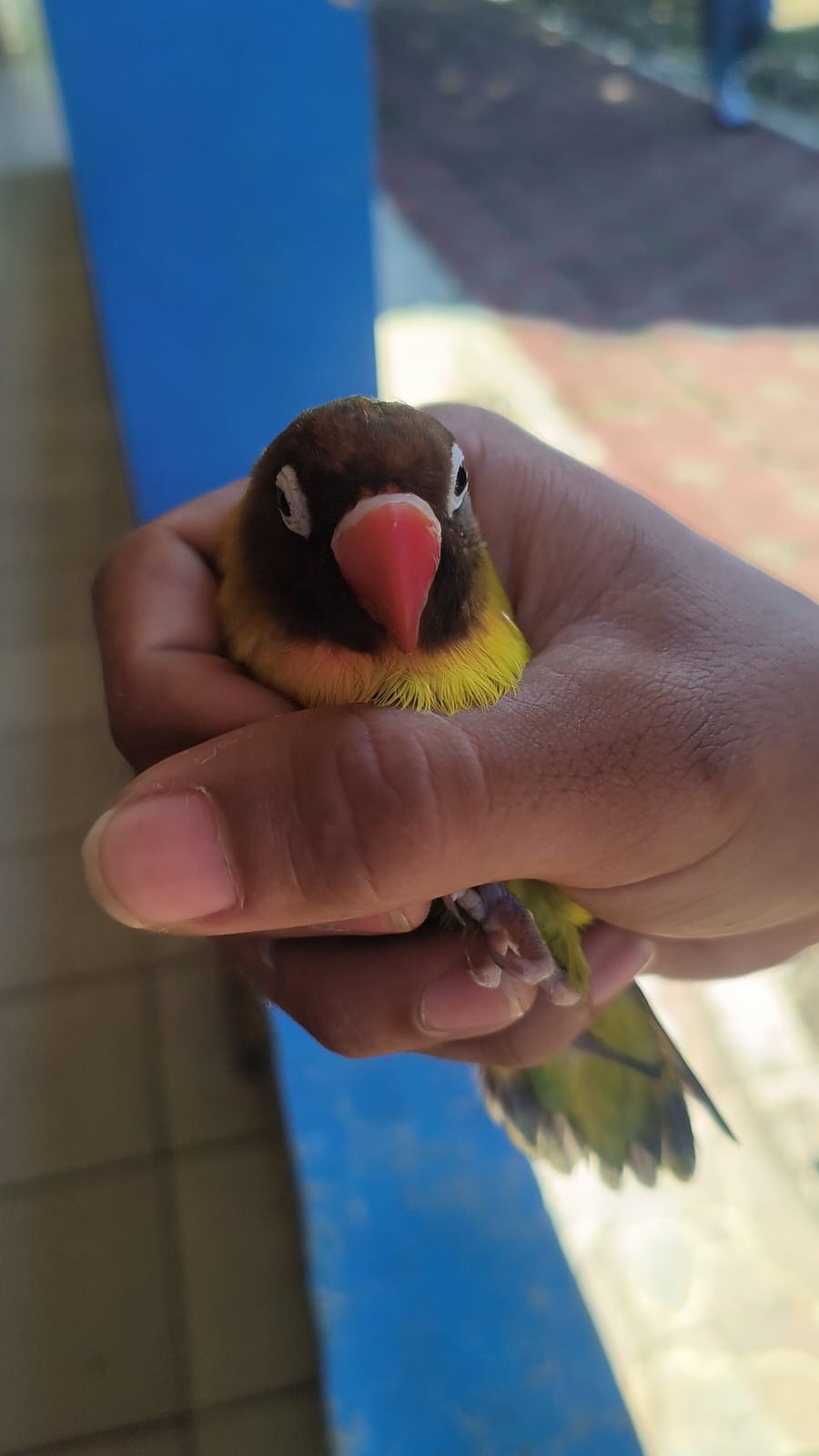Foto laporan burung love bird (TB1414)