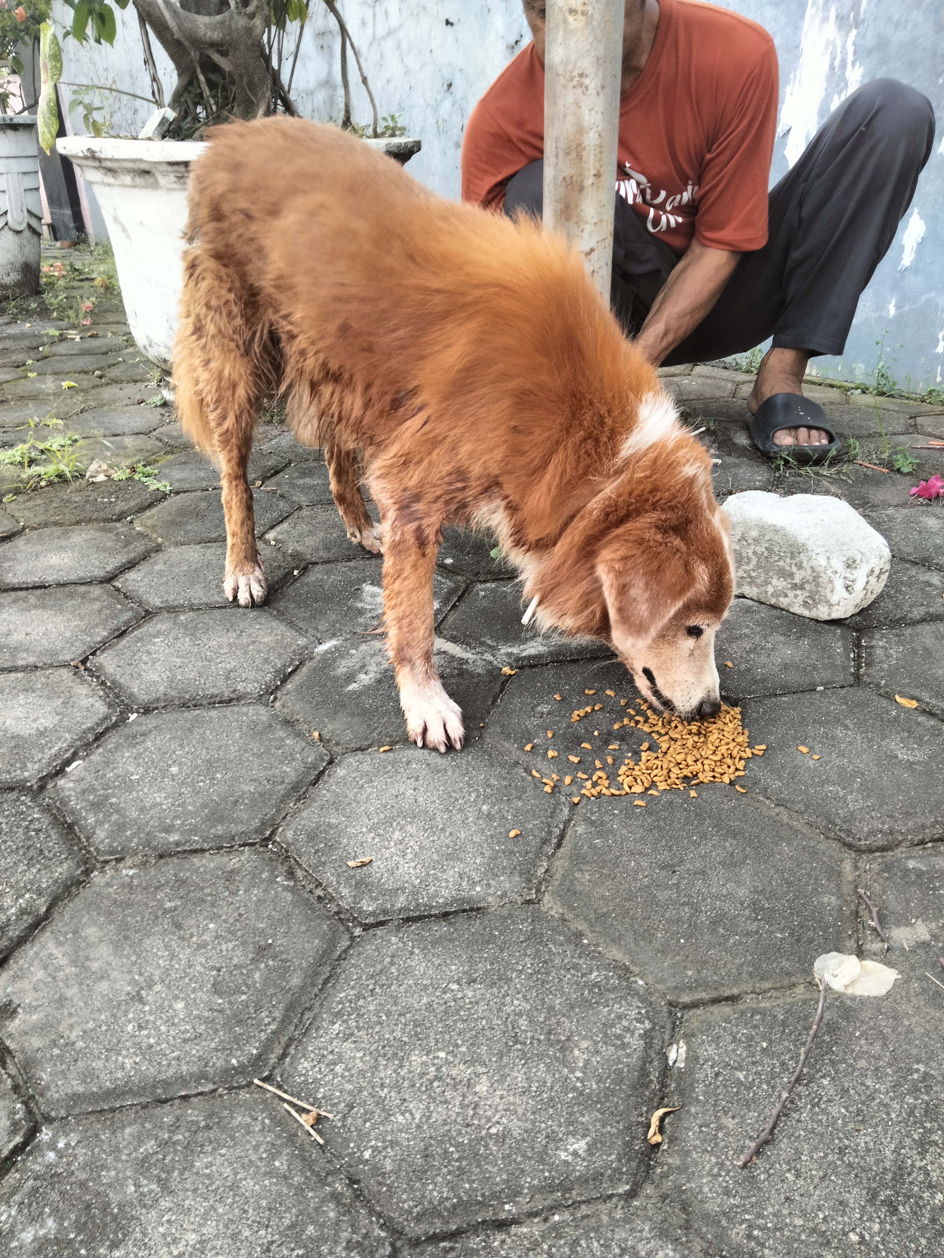 Foto laporan Anjing (TB1458)